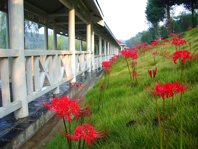 Campus Scenery